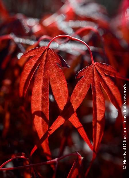 © Hortival Diffusion - Tous droits réservés