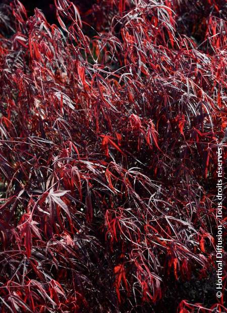 © Hortival Diffusion - Tous droits réservés