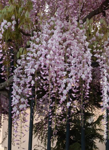 © Hortival Diffusion - Tous droits réservés