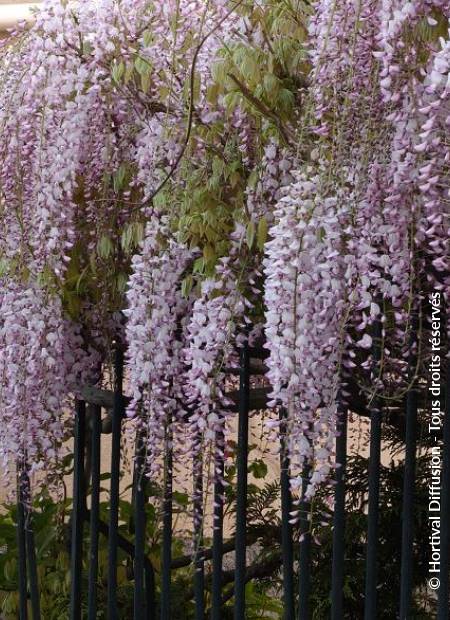 © Hortival Diffusion - Tous droits réservés