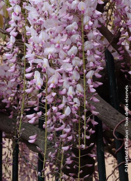 © Hortival Diffusion - Tous droits réservés