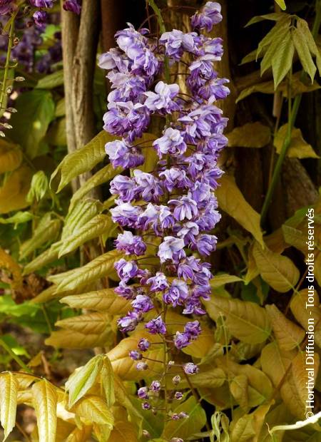 © Hortival Diffusion - Tous droits réservés