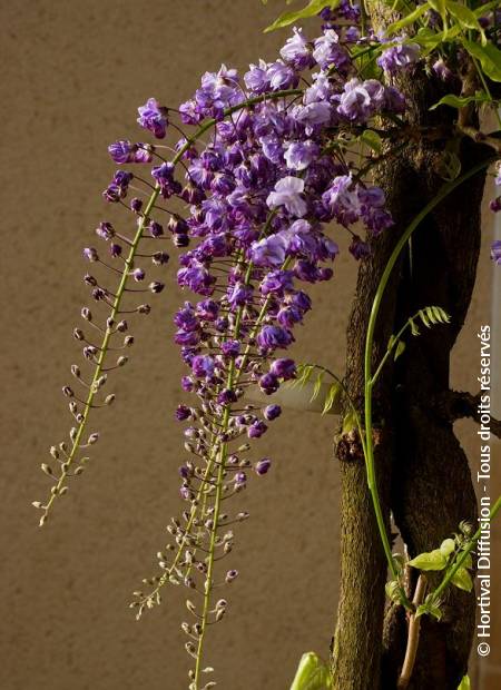 Glycine Violacea Plena, Plante Grimpante Violette