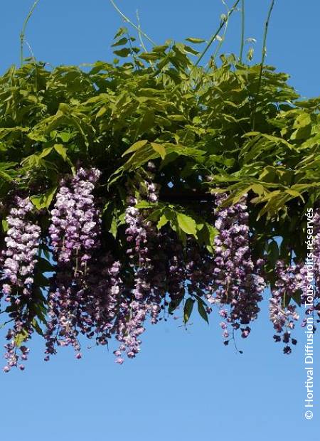 © Hortival Diffusion - Tous droits réservés