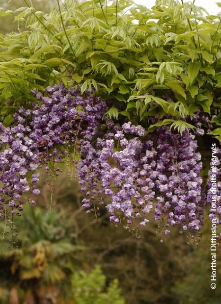 © Hortival Diffusion - Tous droits réservés