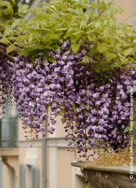 © Hortival Diffusion - Tous droits réservés