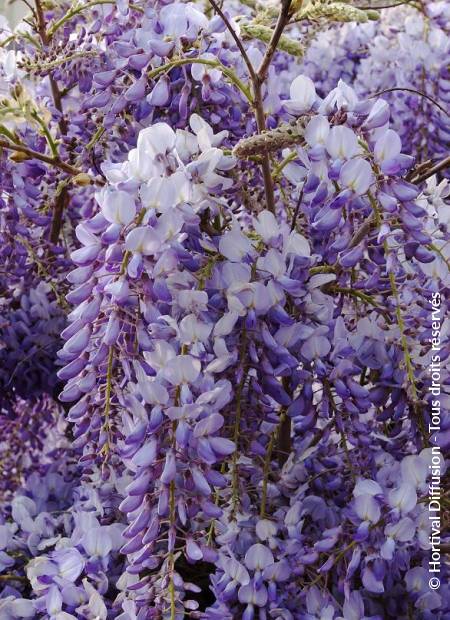 WISTERIA sinensis bleue / GLYCINE DE CHINE BLEUE