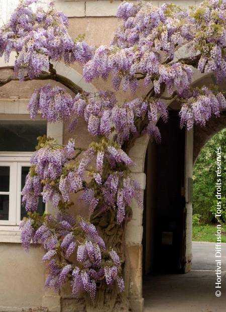 © Hortival Diffusion - Tous droits réservés