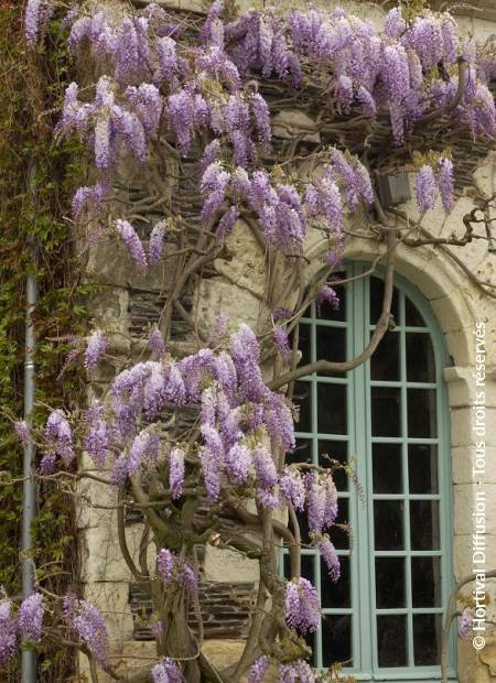 © Hortival Diffusion - Tous droits réservés