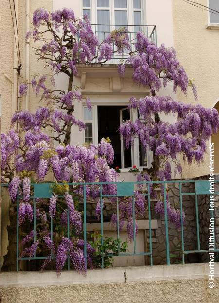 © Hortival Diffusion - Tous droits réservés