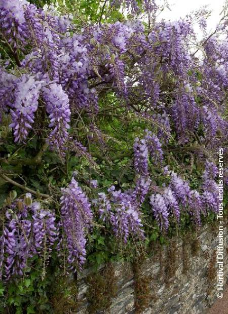 © Hortival Diffusion - Tous droits réservés