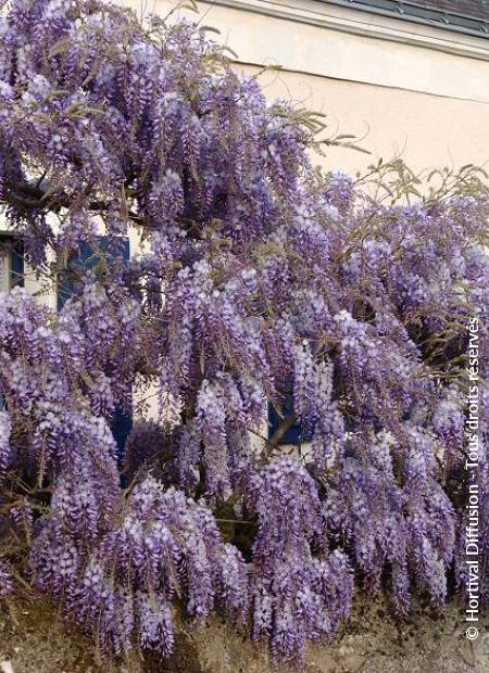 © Hortival Diffusion - Tous droits réservés