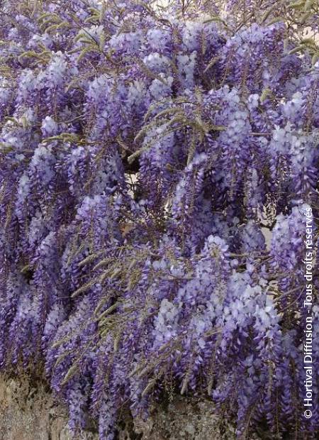 © Hortival Diffusion - Tous droits réservés