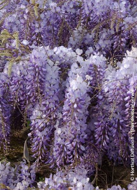 © Hortival Diffusion - Tous droits réservés