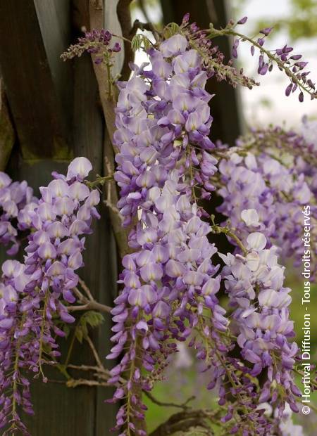 © Hortival Diffusion - Tous droits réservés