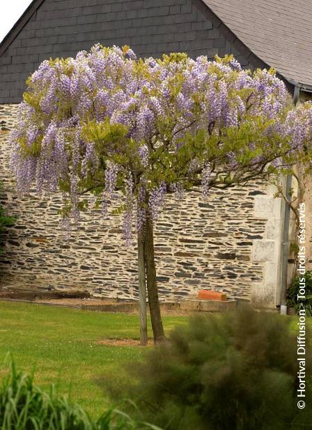 © Hortival Diffusion - Tous droits réservés