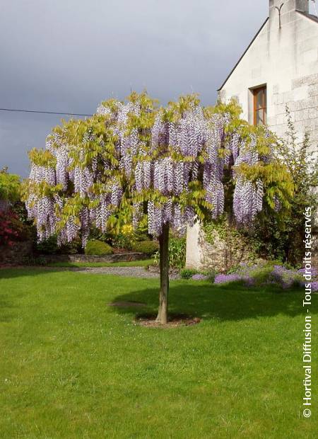 © Hortival Diffusion - Tous droits réservés