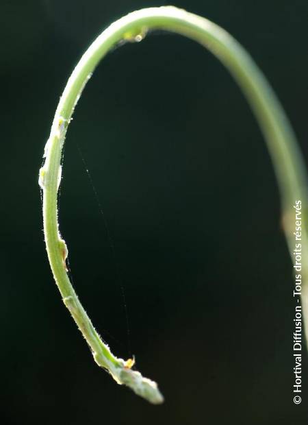 © Hortival Diffusion - Tous droits réservés