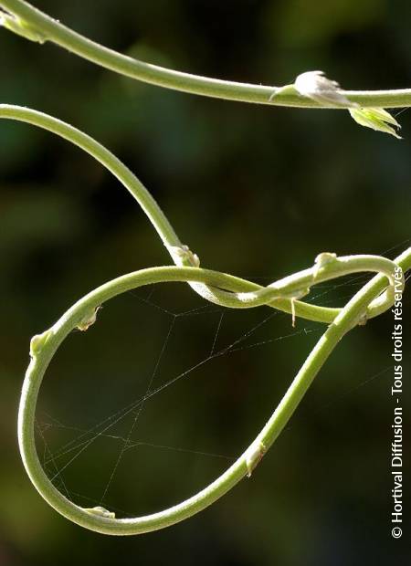 © Hortival Diffusion - Tous droits réservés