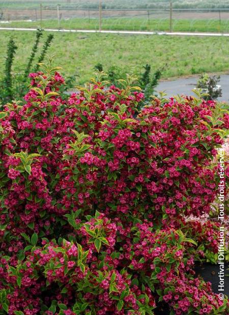 © Hortival Diffusion - Tous droits réservés