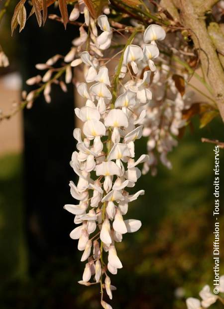 © Hortival Diffusion - Tous droits réservés