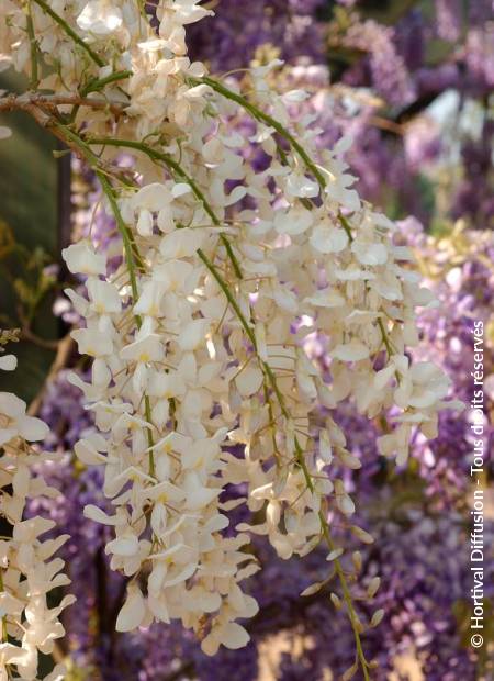 © Hortival Diffusion - Tous droits réservés