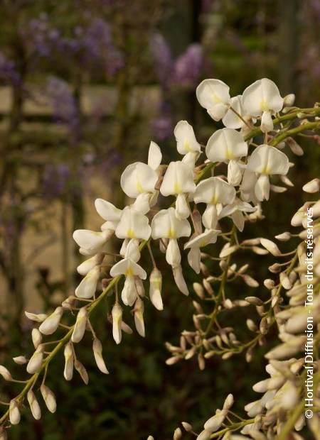 © Hortival Diffusion - Tous droits réservés