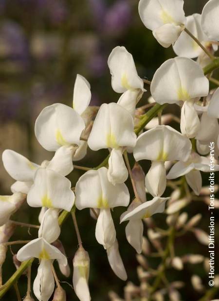 © Hortival Diffusion - Tous droits réservés