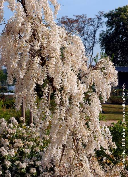 © Hortival Diffusion - Tous droits réservés