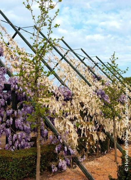 © Hortival Diffusion - Tous droits réservés