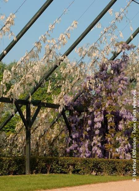 © Hortival Diffusion - Tous droits réservés