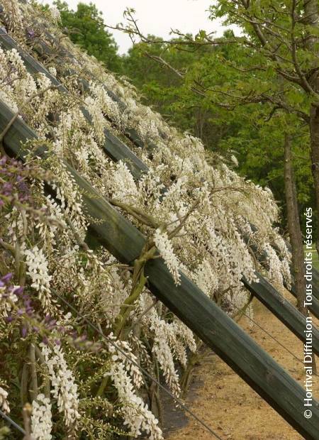 © Hortival Diffusion - Tous droits réservés