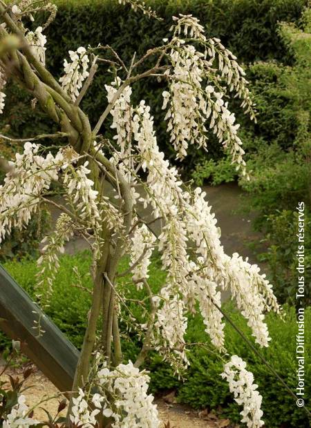 © Hortival Diffusion - Tous droits réservés