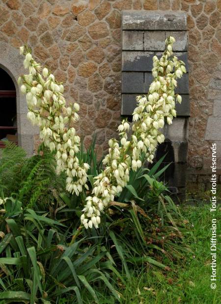 © Hortival Diffusion - Tous droits réservés