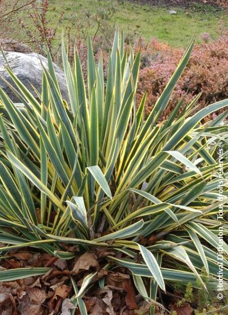 © Hortival Diffusion - Tous droits réservés