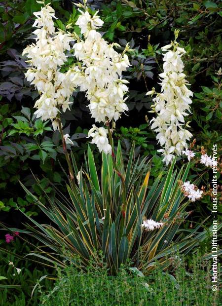 © Hortival Diffusion - Tous droits réservés