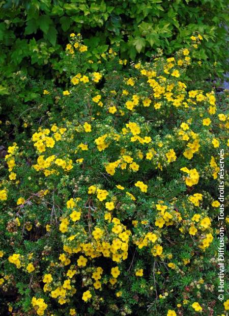 © Hortival Diffusion - Tous droits réservés