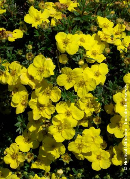 © Hortival Diffusion - Tous droits réservés