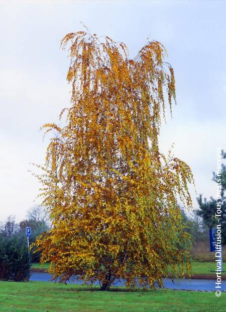 © Hortival Diffusion - Tous droits réservés