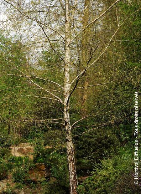 © Hortival Diffusion - Tous droits réservés