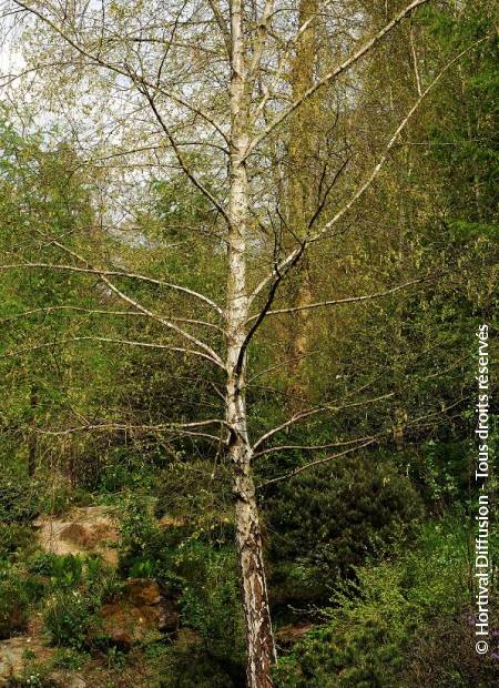 © Hortival Diffusion - Tous droits réservés