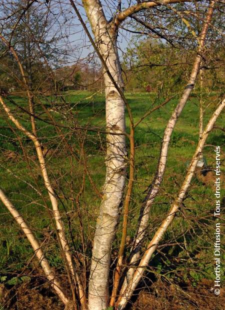 © Hortival Diffusion - Tous droits réservés