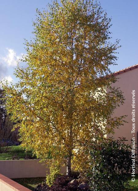 © Hortival Diffusion - Tous droits réservés