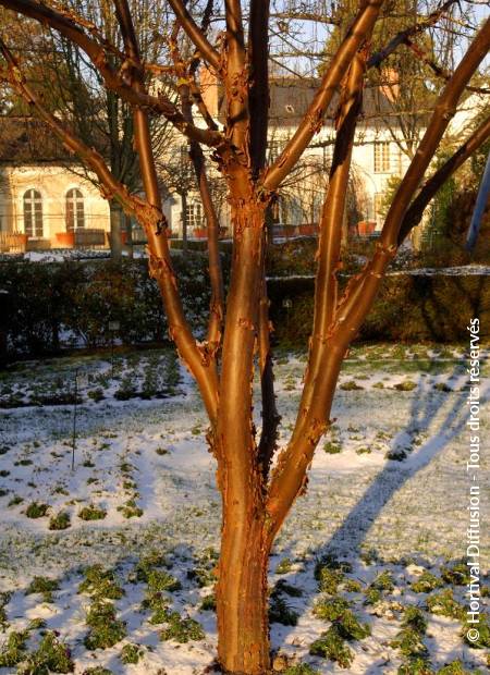 © Hortival Diffusion - Tous droits réservés