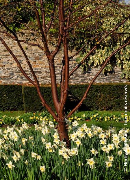 © Hortival Diffusion - Tous droits réservés