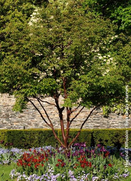 © Hortival Diffusion - Tous droits réservés
