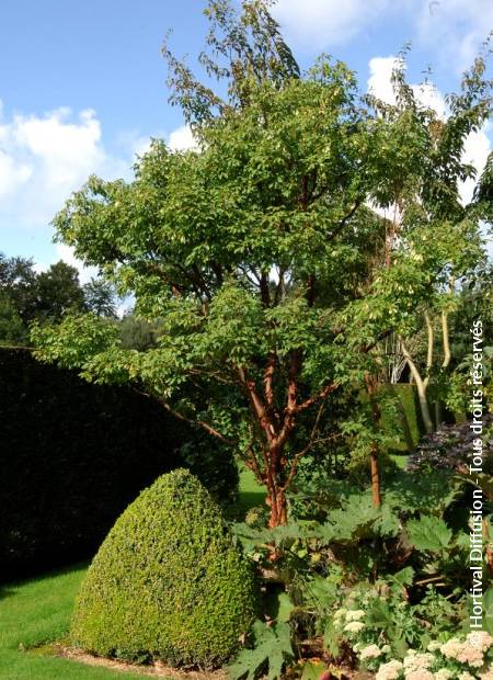 © Hortival Diffusion - Tous droits réservés