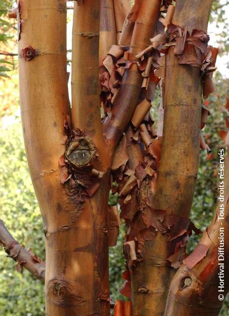© Hortival Diffusion - Tous droits réservés