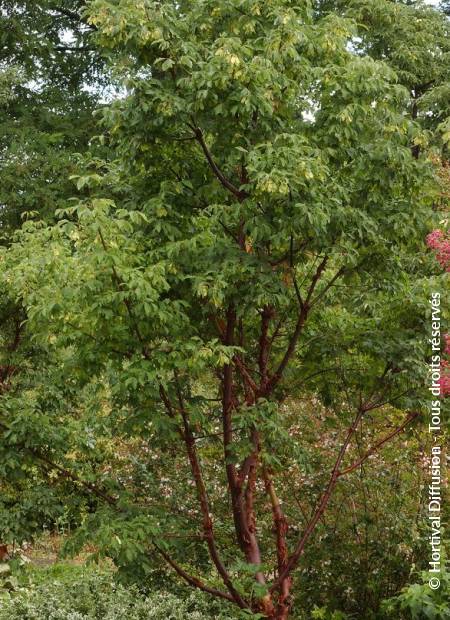 © Hortival Diffusion - Tous droits réservés