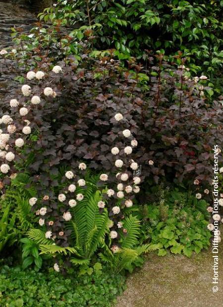 © Hortival Diffusion - Tous droits réservés